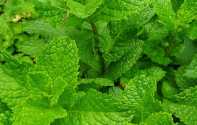 Poprova meta (Mentha × piperita) Poprova meta (Mentha × piperita)